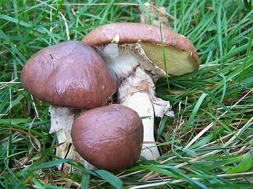 Miniaturka quizu: Maślaki - jadalny, niejadalny czy śmiertelnie trujący?