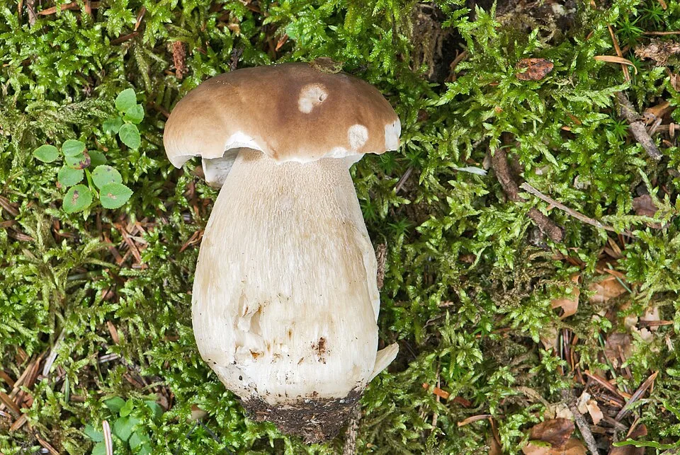Miniaturka quizu: Prawdziwek i jego kuzyni – rozpoznaj borowika!